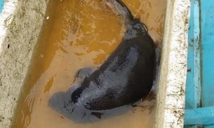 Filhote de peixe-boi é transportado de Coari para Manaus    