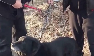 Cão é libertado após passar 15 anos acorrentando 