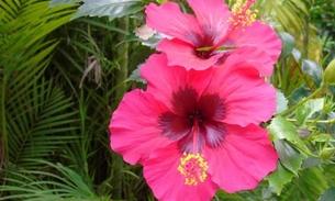 Usar Papoula durante o banho pode ajudar a combater doenças