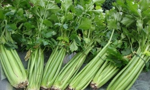 Com propriedades anti-inflamatórias, 'Aipo' pode prevenir toxinas nos rins