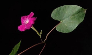 Consumido até duas vezes ao dia, chá de Jalapa pode auxiliar na perda de peso