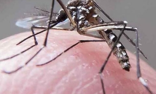  Zika: OMS admite que ainda está 'no escuro'