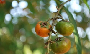Casca de Murici é fonte de vitaminas e apresenta diversos benefícios à saúde