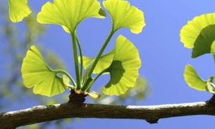 Um dos fitoterápicos mais populares, planta pode melhorar memória