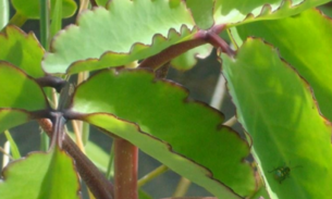 Folha- da-Fortuna combate acne, calos e catapora