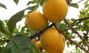 Rica em vitaminas e sais minerais, fruta ajuda a combater doenças