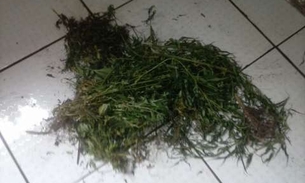 Inquilinos abandonam casa e proprietária encontra pés de maconha