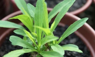 Espécie de Arnica apresenta ação anti-inflamatória 