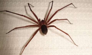 Jovem tranca criança em armário com aranhas para obrigá-la a fazer sexo 