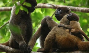 Pesquisadores vão investigar morte de macacos no Amazonas