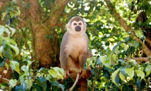Mortes de macacos podem ter relação com a febre amarela no Amazonas 