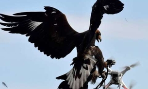 Militares franceses treinam águias para interceptar drones em pleno voo