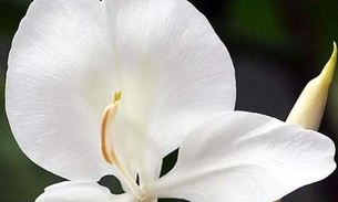 Planta ornamental tem propriedade que pode reduzir pressão arterial