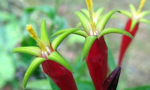 Erva tem ação potente contra vermes intestinais