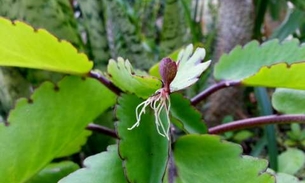 Folhas de planta podem ajudar a eliminar cálculos renais e reduzir inchaço nas pernas