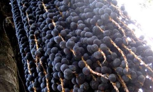 Conheça 8 benefícios do açaí para a saúde