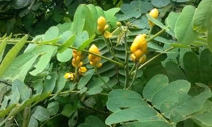 Planta do Nordeste rica em flavonoide tem efeito laxante 