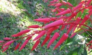 Tônica e estomacal, planta tem efeito contra verminoses