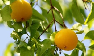 Com sabor semelhante ao do Araçá, fruta pode ser usada como laxante natural 