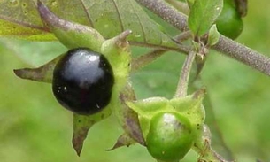 Fruta com propriedade anti-inflamatória pode ser confundida com outra  de alta toxidade