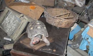  Família encontra jabuti sumido há 30 anos na bagunça de casa