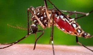 Manaus permanece em médio risco de transmissão de doenças pelo Aedes aegypti
