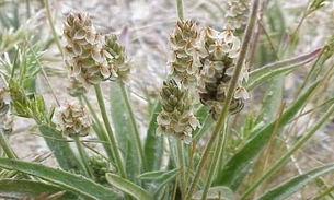 Planta ajuda no emagrecimento e tratamento de colesterol alto  