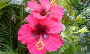 Flor ornamental auxilia no tratamento contra asma 