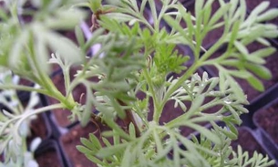 Conheça 12 benefícios do Óleo de Cânfora 