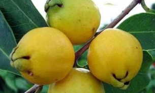 Fruta popular apresenta propriedades que estimulam o intestino