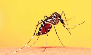 Estado do Rio confirma primeira morte por febre amarela