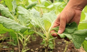     Município do Amazonas investe em merenda escolar com  produção de pequenos agricultores