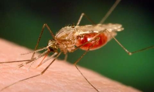 Pesquisas revelam poder de planta para tratar a malária 