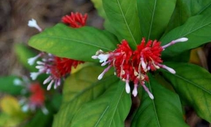 Planta pode estimular tumores cancerígenos 