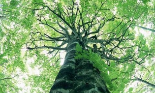 Pedágio ambiental e plantio de mudas marcam o Dia da Árvore em Manaus 