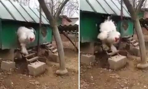 Vídeo de 'galinha gigantesca' viraliza e intriga internautas 