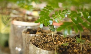 Mudas de plantas são distribuídas para moradores da zona Leste