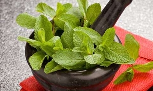 Xarope e balas feitas com folhas de planta ajudam a curar bronquite 