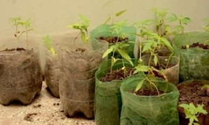 Semana da Árvore e da Água oferece minicurso de produção de mudas 