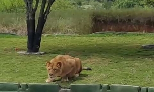 Leoa tenta atacar visitantes durante passeio. Veja vídeo 