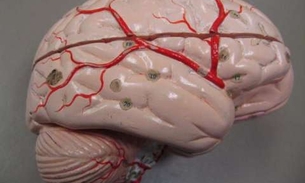 Ameba devoradora de cérebros que preocupa órgãos de saúde