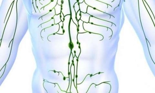 Óleo de planta apresenta propriedade que purifica e desbloqueia o sistema linfático 