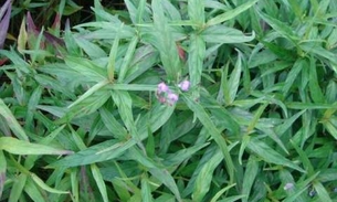 Conheça algumas propriedades medicinais da planta Anador 