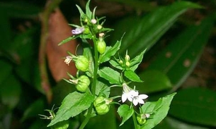 Planta é usada para neutralizar veneno de cobras 