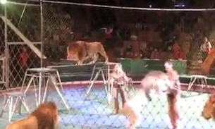 Leão ataca treinador durante apresentação em circo. Veja vídeo  
