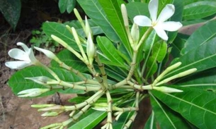 Casca de planta apresenta bons resultados para combater inflamação das articulações 