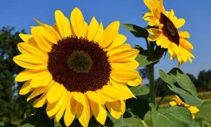 Conheça 8 benefícios do girassol na medicina caseira 