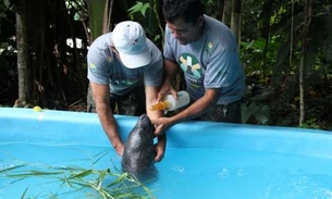 Peixes-bois são liberados de semi-cativeiro e devolvidos para natureza no AM