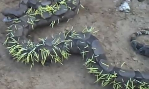 Cobra tenta comer porco-espinho e se dá mal. Veja vídeo  