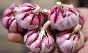 Conheça os benefícios do Alho como alimento e planta medicinal 